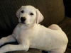 Winnie