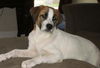 Samson