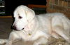 Romeo
