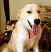 Rhett