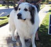 Waylon