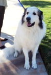Waylon
