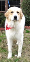 Baxter