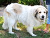 Tazzie