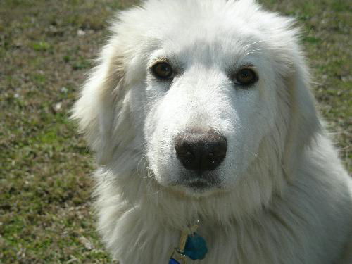 Rhoda