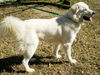 Lilly Belle