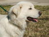 Lilly Belle