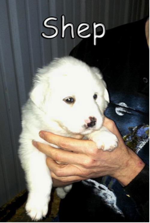 Shep