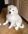 Addie