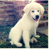 Addie