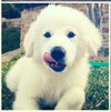 Addie