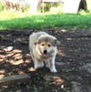 Amelia