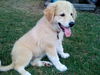 Indy Anna