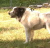 Achilles