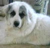 Sheba