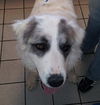 Sheba