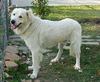 Casper