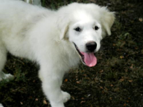 Knute