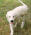 Knute