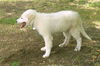 Knute