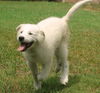 Knute