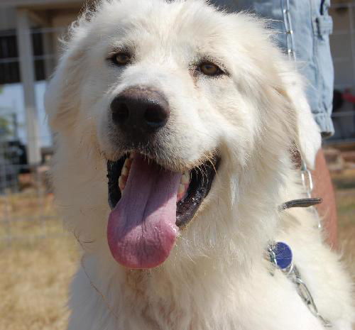 Archie