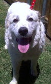 Hallie