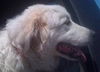 Hallie