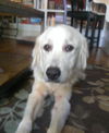Puck