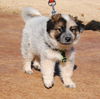 Ollie