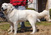 Tillie