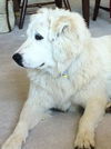 Tillie