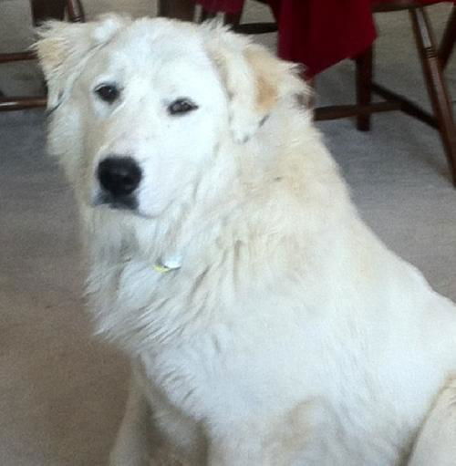 Tillie