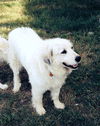 Daisy