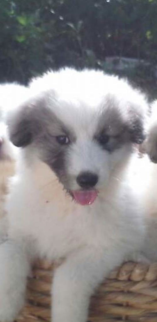 Allison (pup)