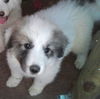 Allison (pup)