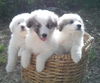Allison (pup)