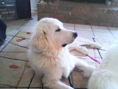Willow