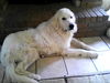 Willow