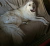 Winston