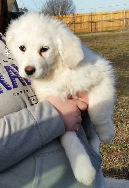Romeo
