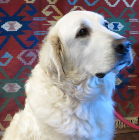 Bella