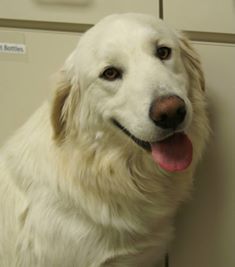 Duke