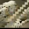 Duke