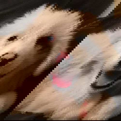 Khan