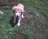 Charlie