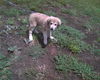 Charlie