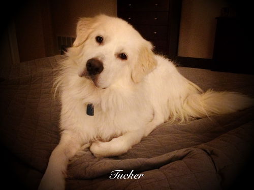 Tucker
