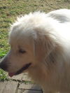 Tucker
