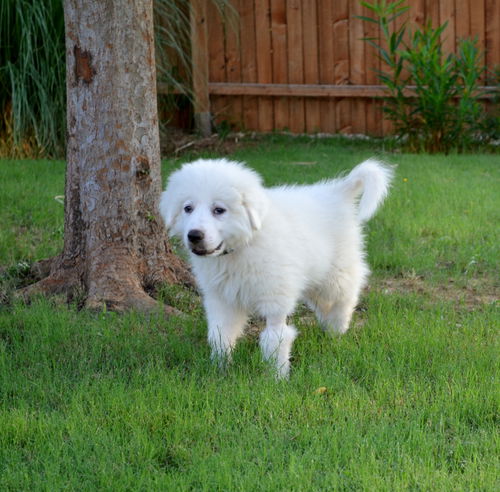 Dewey